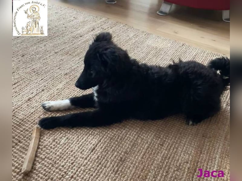 Jaca – unsere Herzensbrecherin♥️