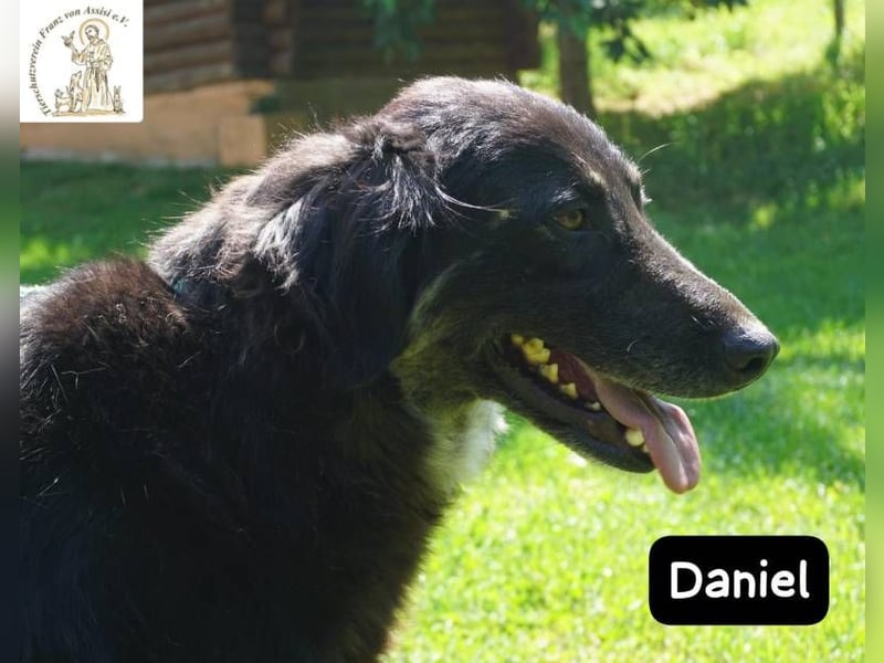 Daniel – Elegant, charmant und tierisch motiviert!