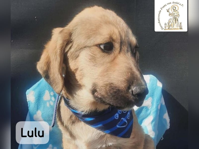 Lulu – kleiner Entdecker auf der Suche nach seinem Team!