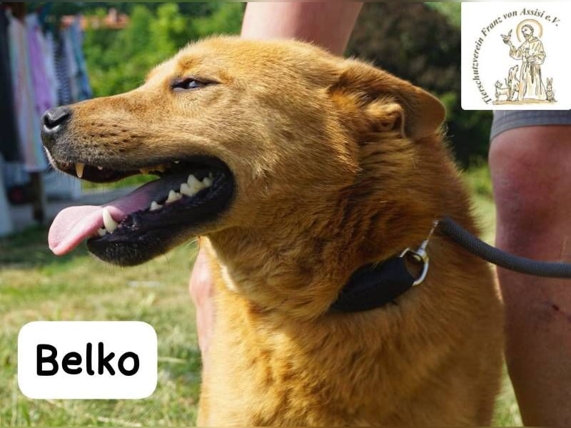 Belko – der Kumpel, auf den man gewartet hat!