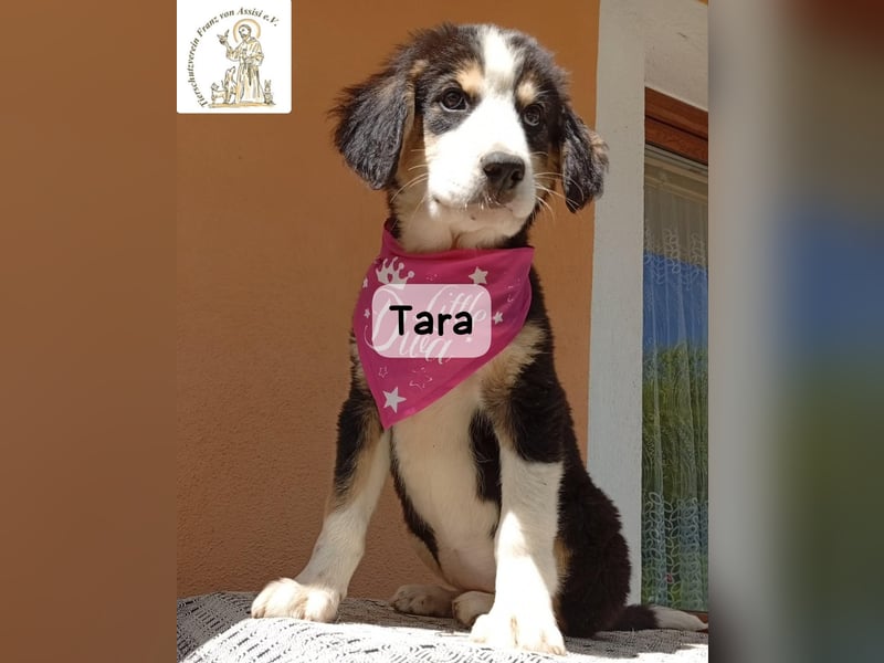 Tara – jemanden zum Bleiben finden, das wäre schön!