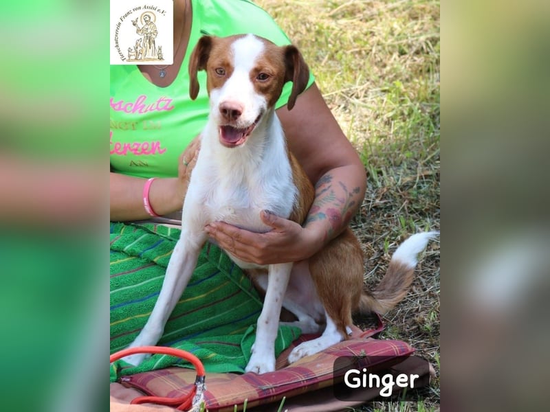 Ginger – bereit für alles, was das Leben zu bieten hat!