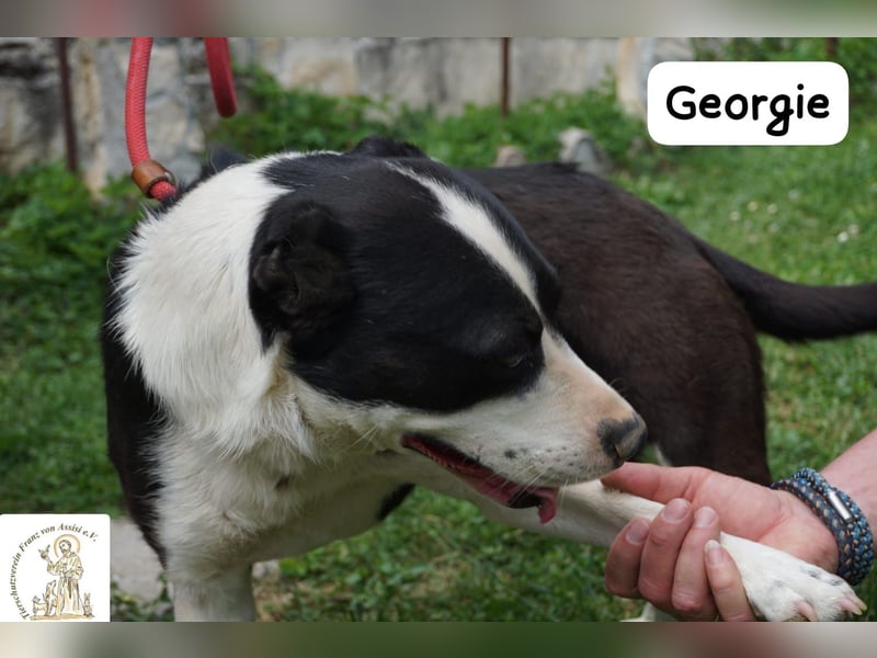 Georgie – Chaos im Herzen? Nein – nur pure Lebensfreude!