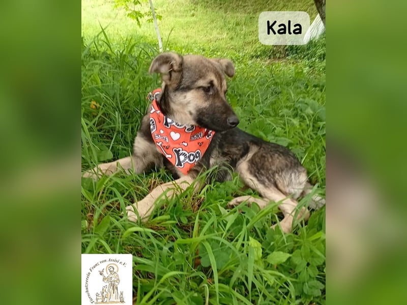 Kala – Das Leben klopft an. Wer macht die Tür auf!