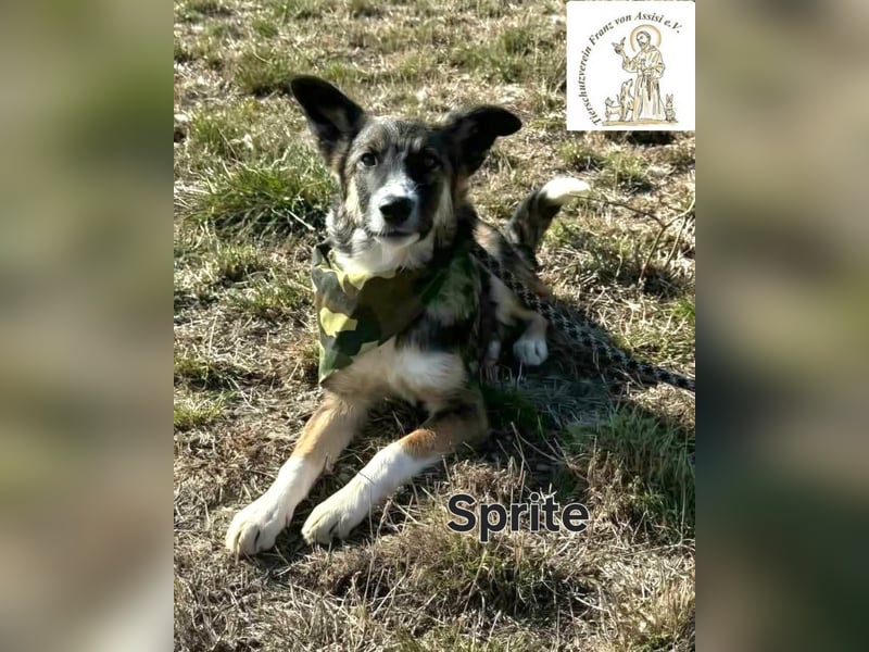 Sprite - spritzig, charmant und bereit für mehr!