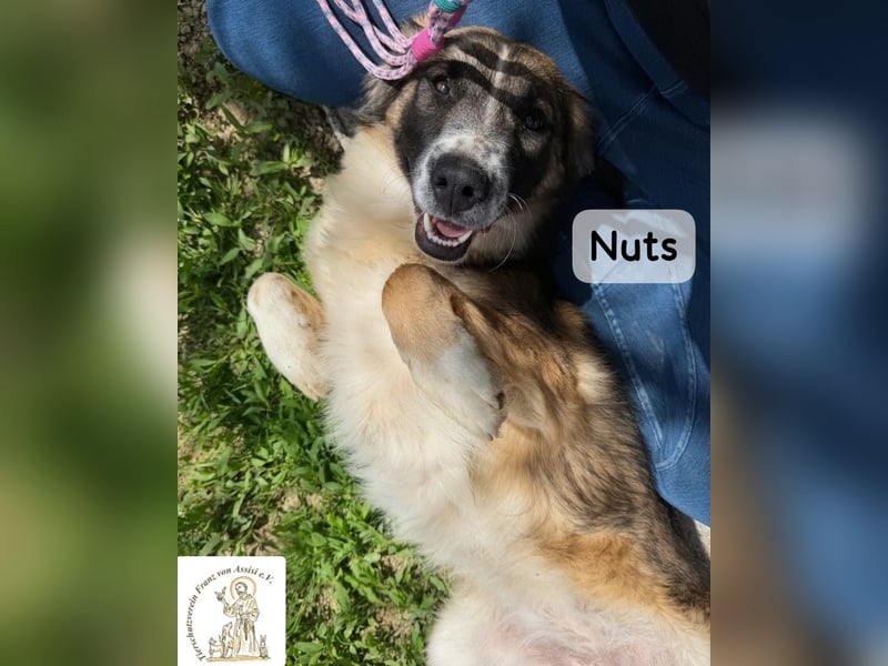 Nuts – manche Seelen tragen ihren Zauber ganz leise!