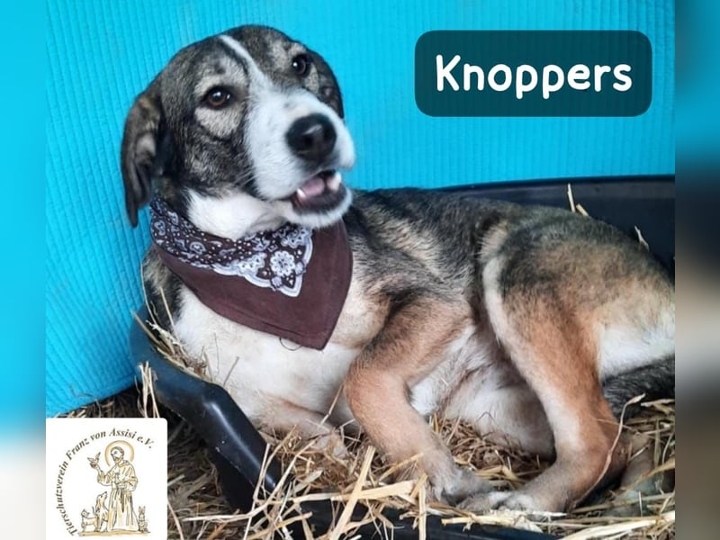 Knoppers – zuerst zurückhaltend, später zum Verlieben!