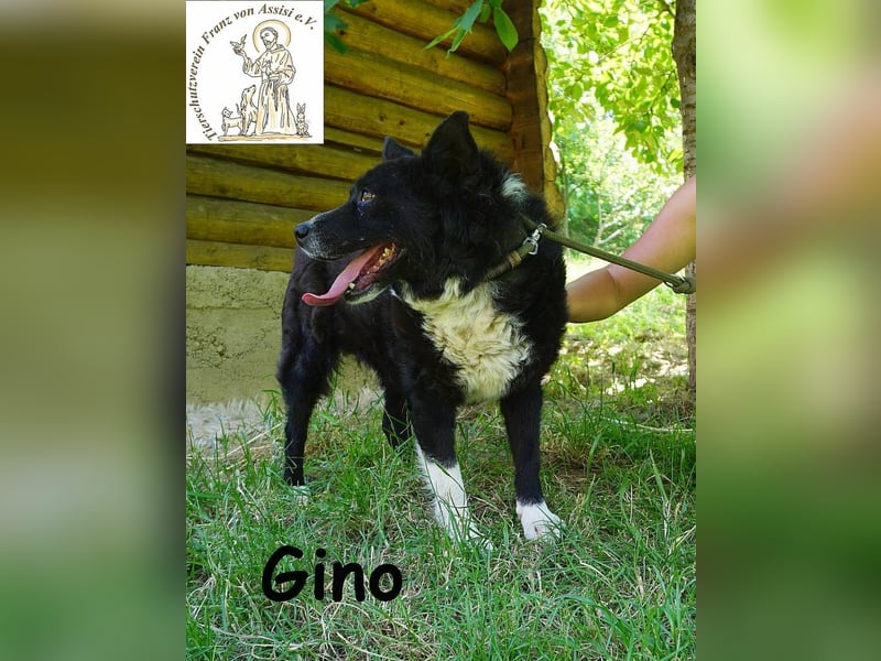 Gino – kleiner Hund, der zeigt, dass Liebe stärker ist als jede Narbe!