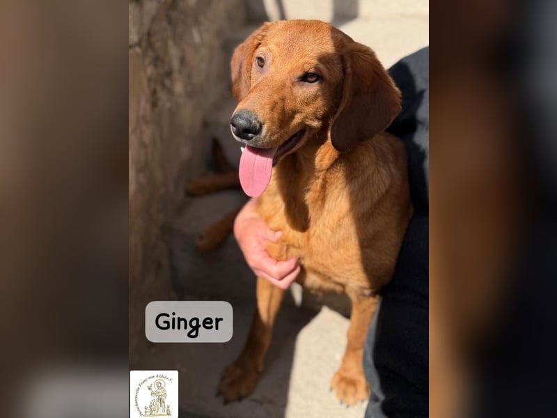 Ginger – wenn aus einem Funken ein kleines Feuerwerk wird!