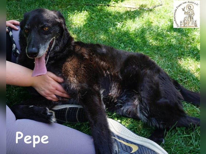 Pepe – Ein Seelentröster, ein Begleiter der nichts verlangt und alles gibt!