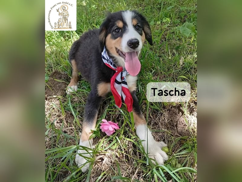 Tascha – heute wäre ein guter Tag, um ein Zuhause zu finden!