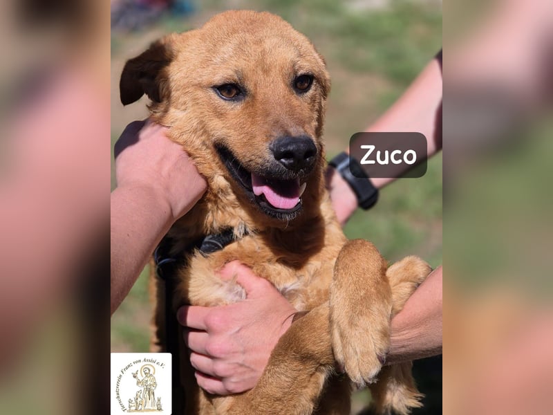 Zuco – jung, klug, charmant – und ziemlich bereit fürs Zuhause!