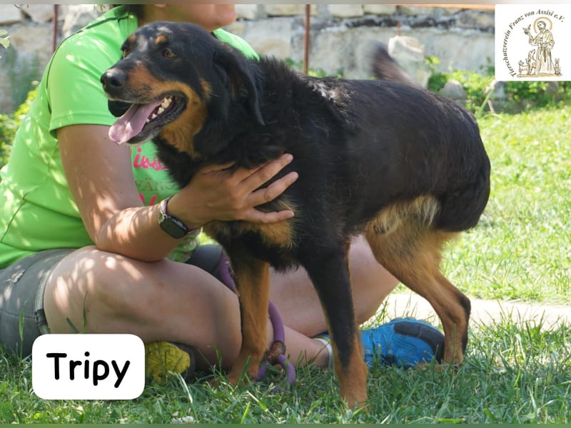 Tripy – Wer mit dem Herzen sieht, erkennt die Perfektion!