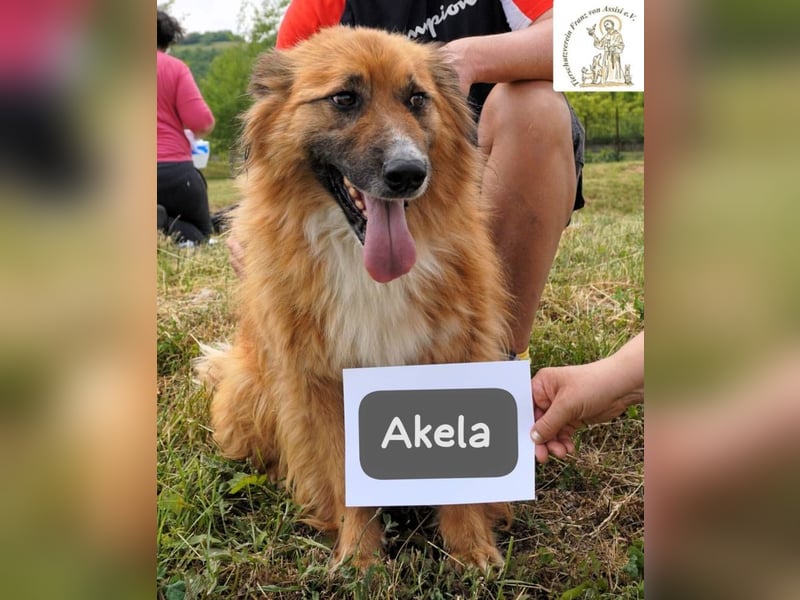 Akela – Will der beste Junge für seine Menschen werden!