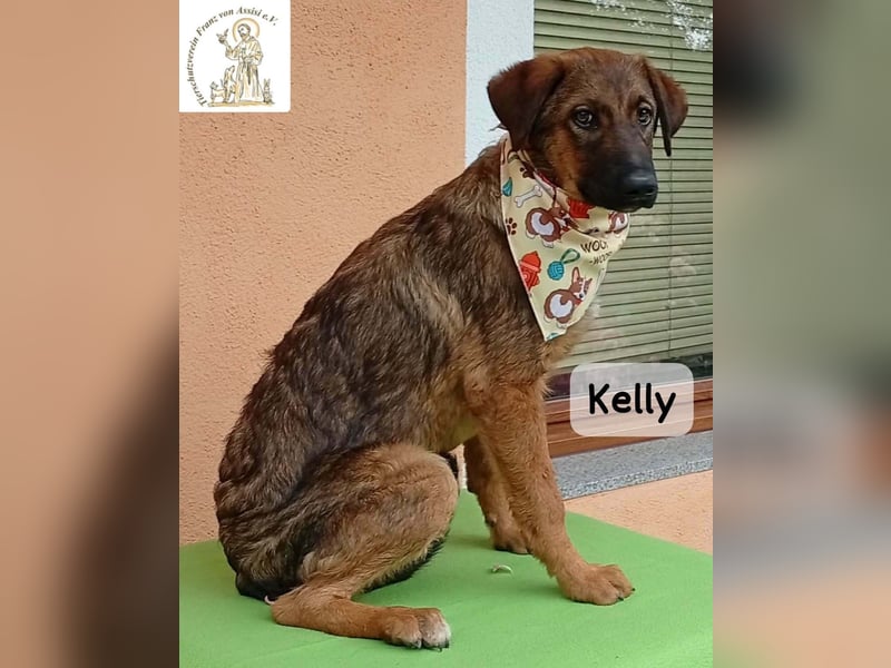 Kelly – Das Leben beginnt dort, wo Neugier auf Vertrauen trifft!