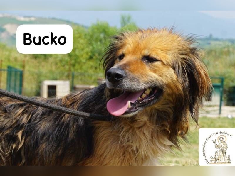 Bucko – Manche Helden tragen Fell!