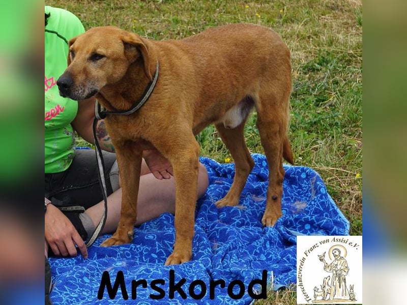 Mrskorod - Auf der Suche nach einer besseren Zukunft!