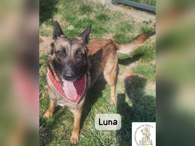 Luna – Köpfchen, Power und definitiv Pfeffer im Hintern!