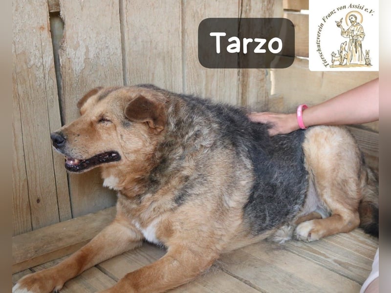 Tarzo – ein Herz voller Jahre, das Ruhe verdient!