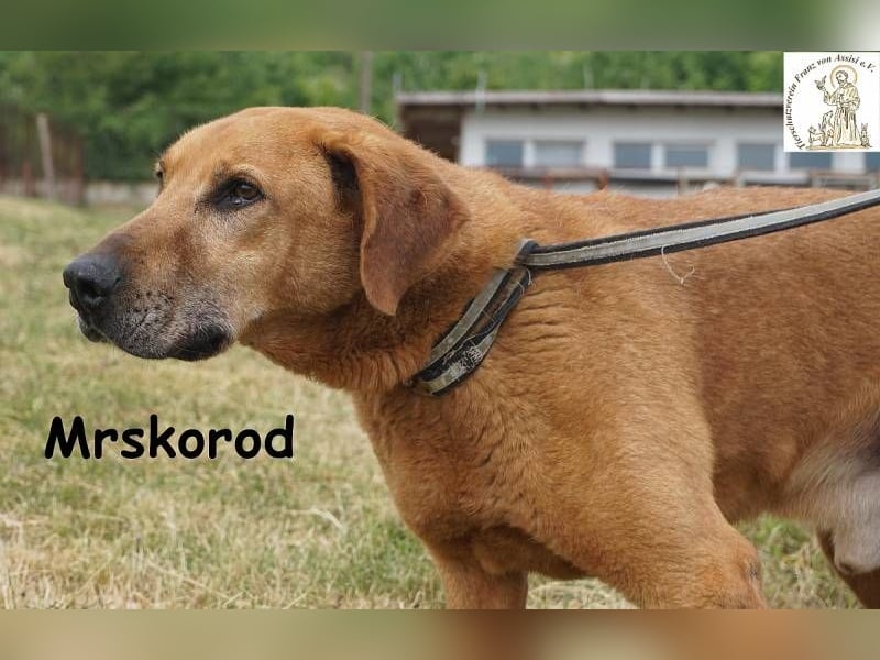 Mrskorod - Auf der Suche nach einer besseren Zukunft!