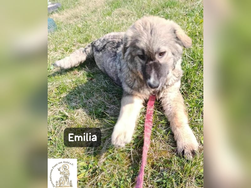 Emilia sucht das Kapitel, das „Zuhause“ heißt!