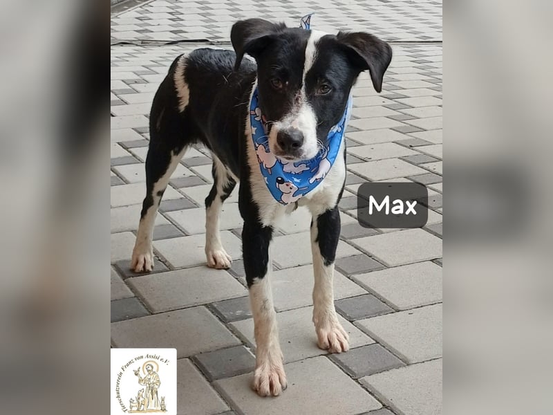 Max – seine zweite Chance auf ein wundervolles Leben!