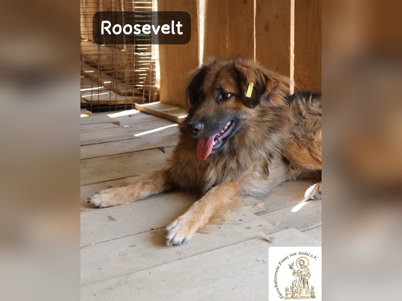 Roosevelt – ein Lächeln auf vier Pfoten!