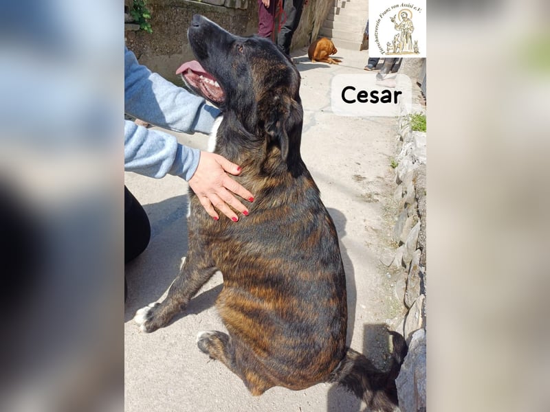 Cesar – ein großer Junge mit Honig im Herzen!