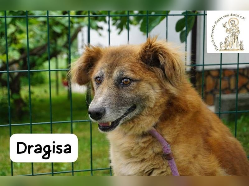 DRAGISA – sanftmütiger Oldie zum Verlieben