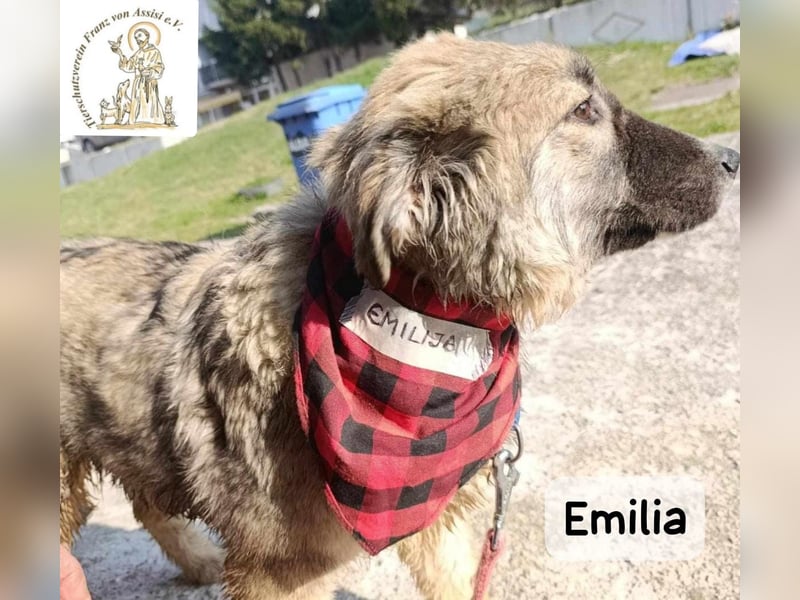 Emilia sucht das Kapitel, das „Zuhause“ heißt!