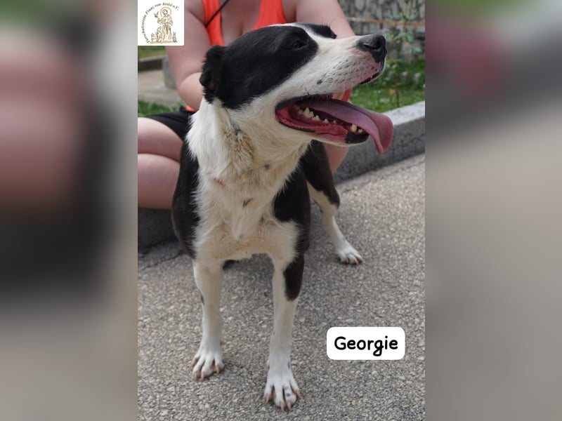 Georgie – Chaos im Herzen? Nein – nur pure Lebensfreude!