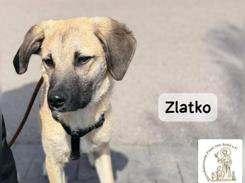 Zlatko – Hauptberuf: Herzensbrecher. Nebenjob: Gute-Laune-Beauftragter!