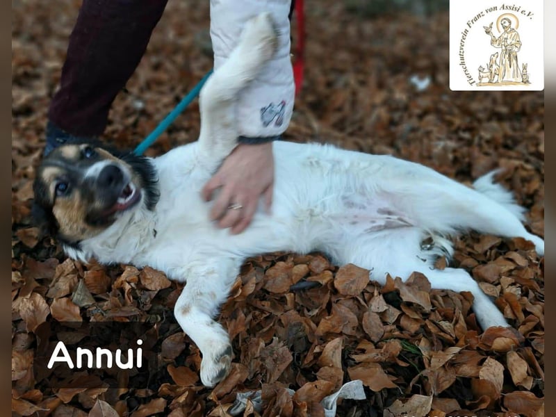 Annui – einmal gesehen, für immer im Kopf!