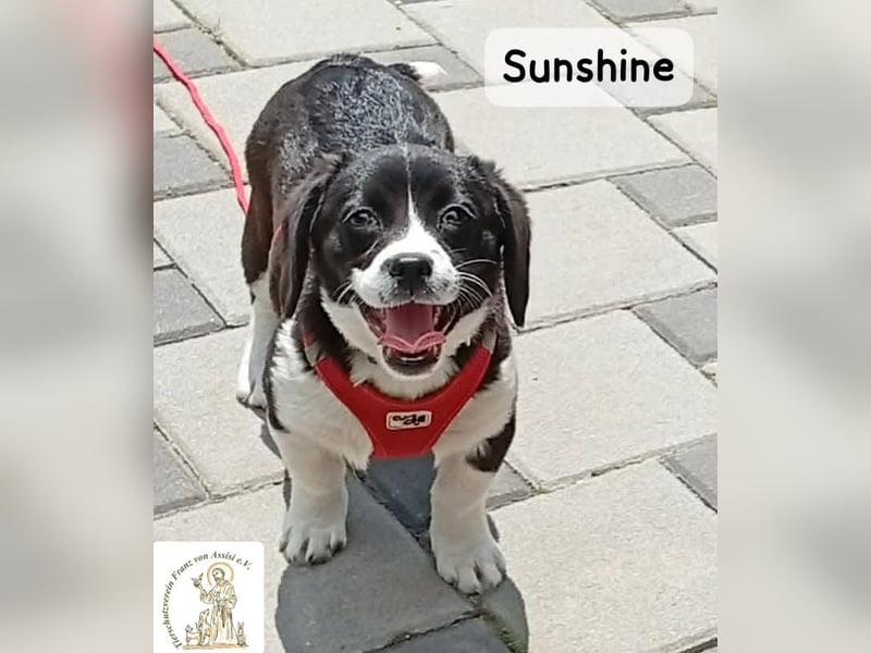 Sunshine – ein kleines Lächeln auf vier Pfoten!