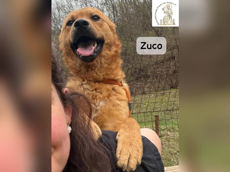 Zuco – jung, klug, charmant – und ziemlich bereit fürs Zuhause!