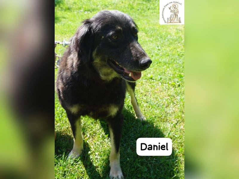 Daniel – Elegant, charmant und tierisch motiviert!