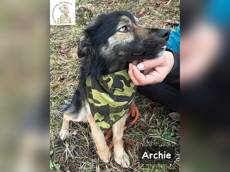 Archie – der Moment, in dem ein Hund dein Leben verändert!