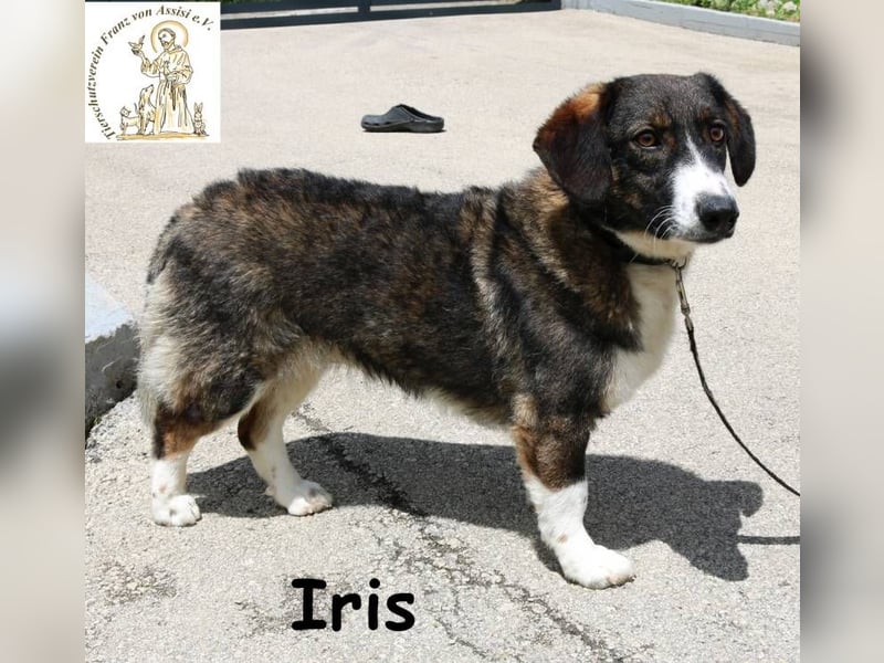 Iris – Stille Wasser wedeln tief!