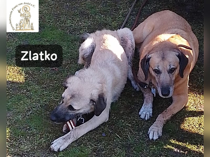 Zlatko – Hauptberuf: Herzensbrecher. Nebenjob: Gute-Laune-Beauftragter!