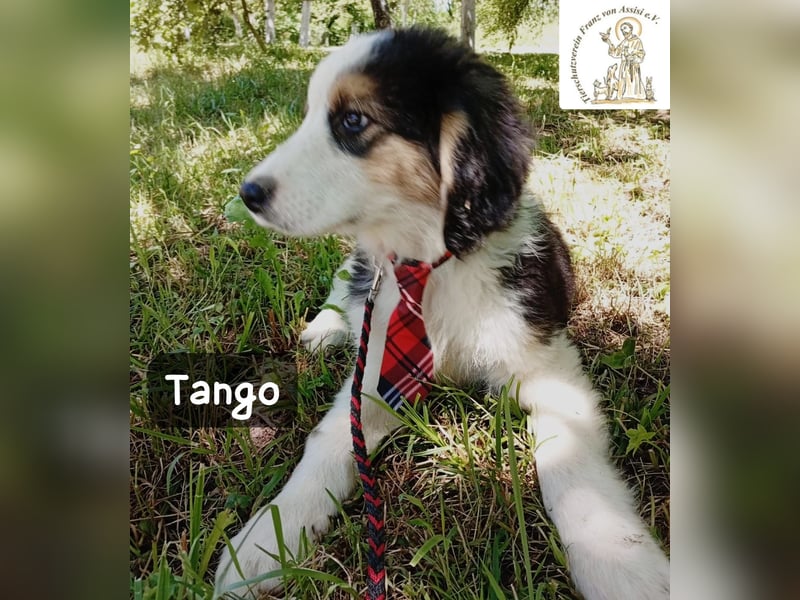 Tango – die Welt ist groß – aber ein Zuhause ist das Größte!