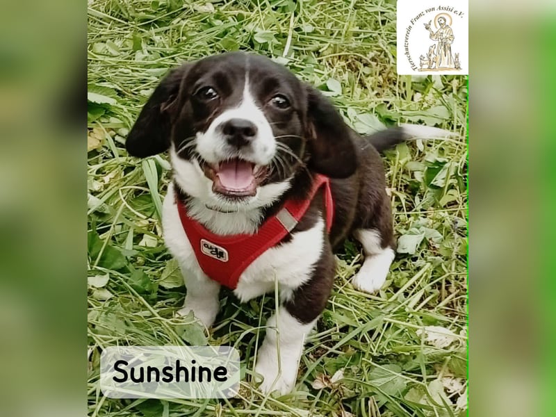 Sunshine – ein kleines Lächeln auf vier Pfoten!