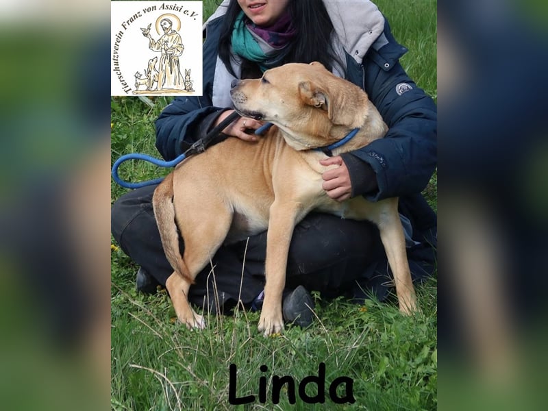Linda - verschmust und fröhlich