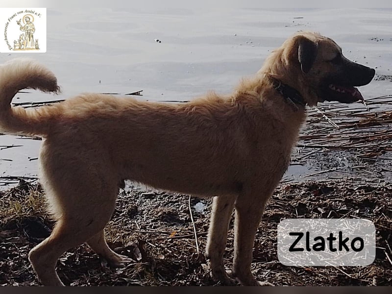 Zlatko – Hauptberuf: Herzensbrecher. Nebenjob: Gute-Laune-Beauftragter!