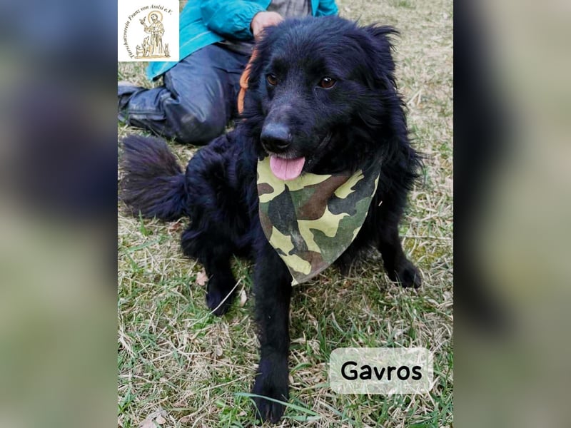 Gavros – einer, der das Leben erst noch richtig entdecken möchte!