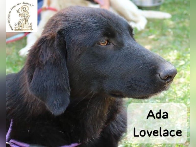 Ada Lovelace – sucht ihre Menschen für ein ganzes Hundeleben!