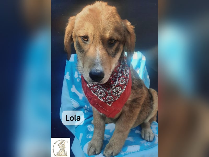 Lola – tapsig, neugierig und ganz viel Liebe!