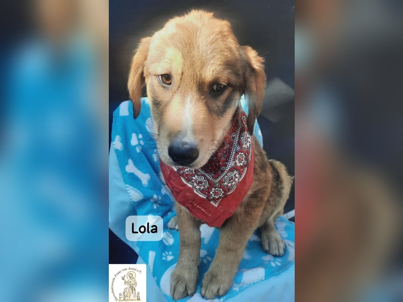 Lola – tapsig, neugierig und ganz viel Liebe!