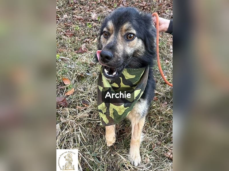 Archie – der Moment, in dem ein Hund dein Leben verändert!