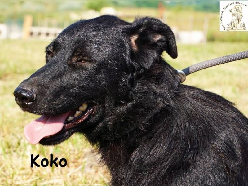 Koko – Ein Hund mit Potenzial
