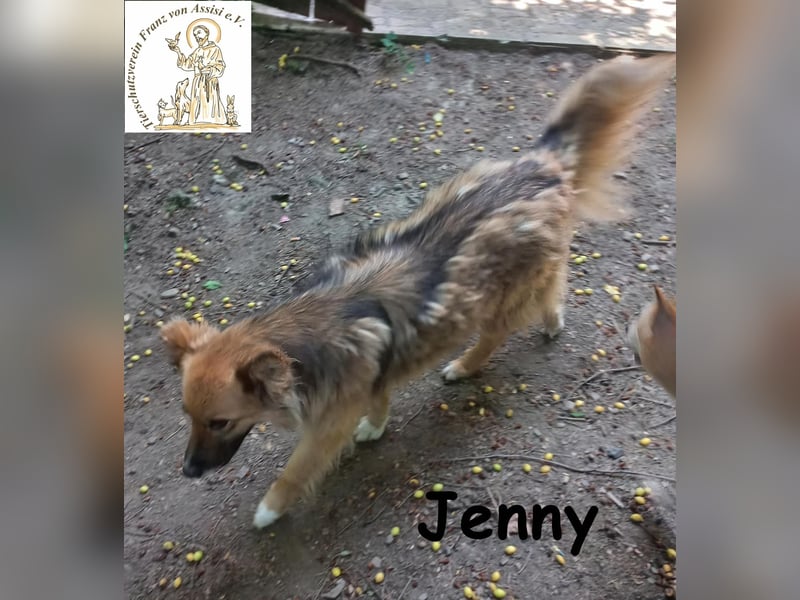 Jenny - sanfter Kuschelwuschel sucht neues Zuhause